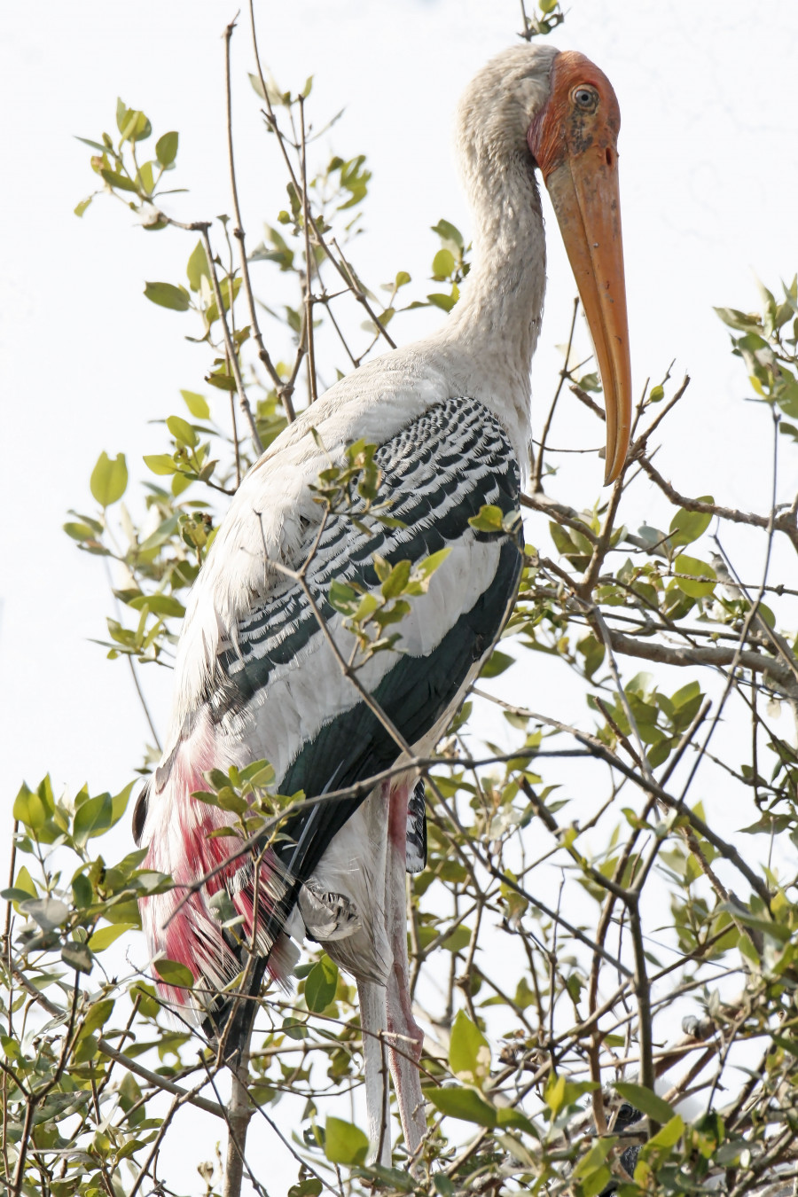 Painted Stork