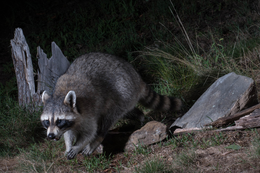 Night Patrol.