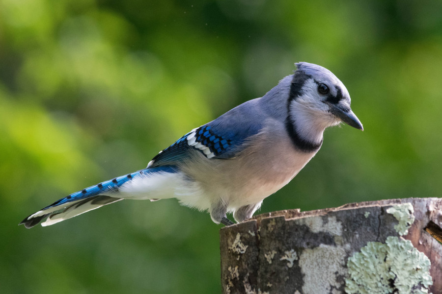 Blue jay perched on a stump
