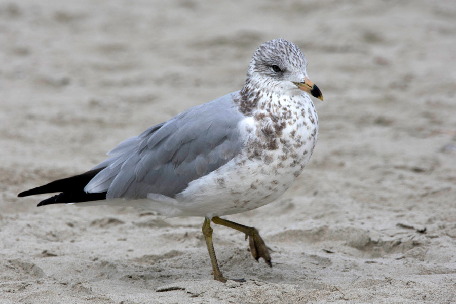 Ring-Billed Gulll walking on the seashore.