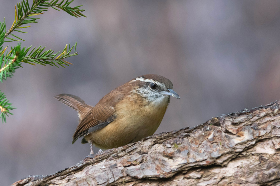 Carolina Wren