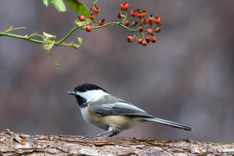 Black-Capped Chickadee