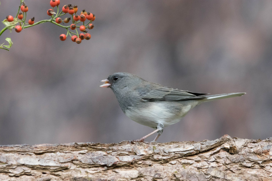 Snowbird or Dark Eyed Junco