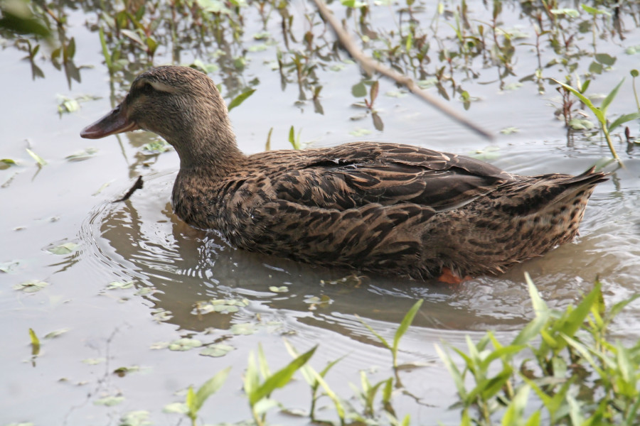 Mallard