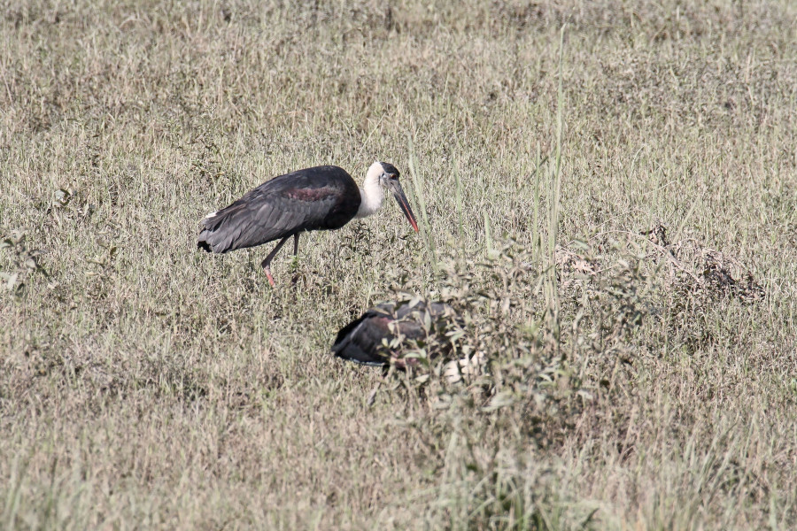 Wooly neck stork
