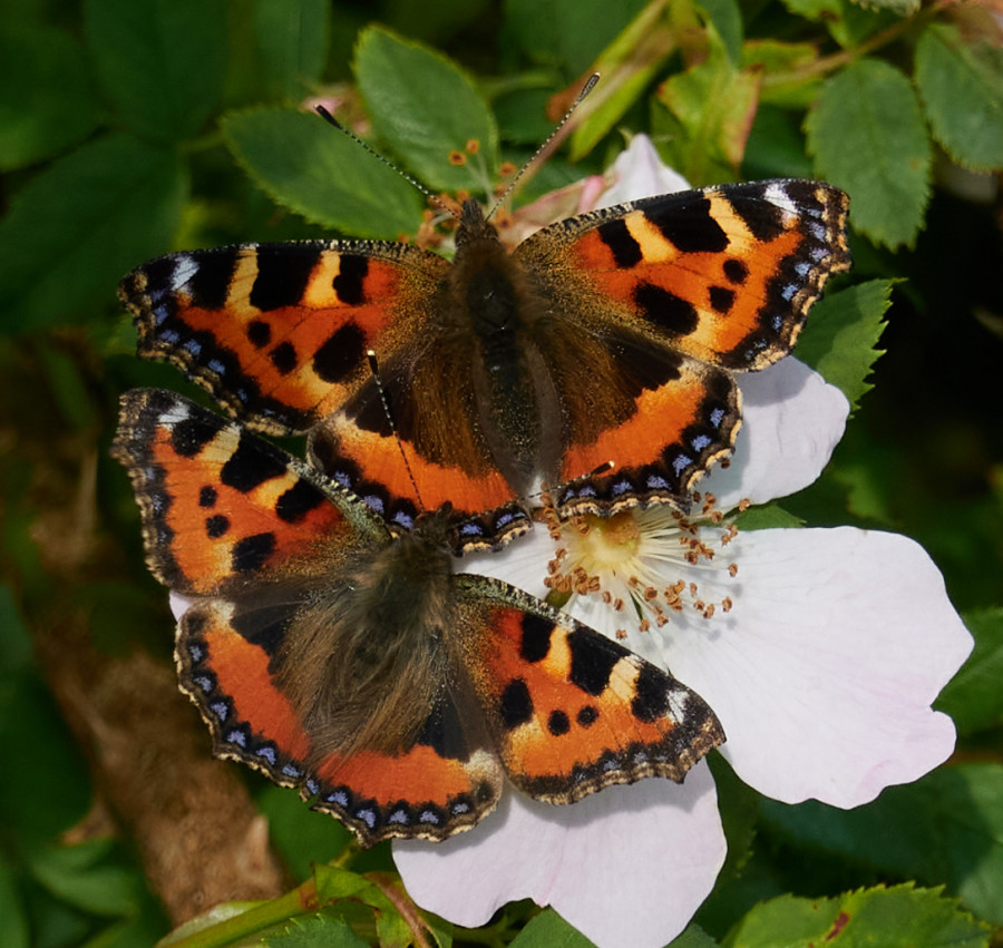 Two Tortoiseshell buttesflies