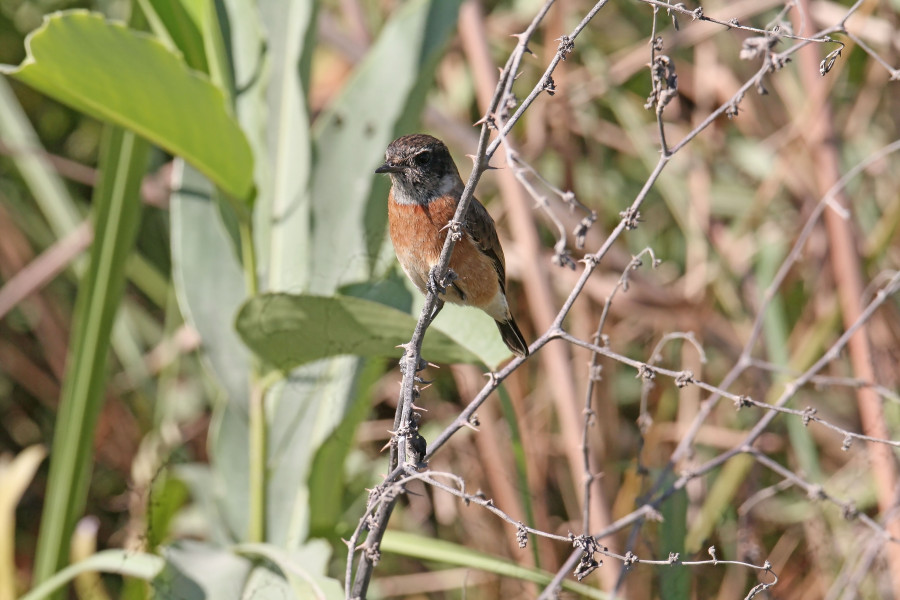 White tailed stone chat