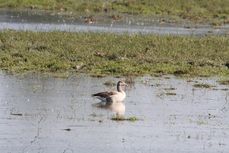Greylag goose