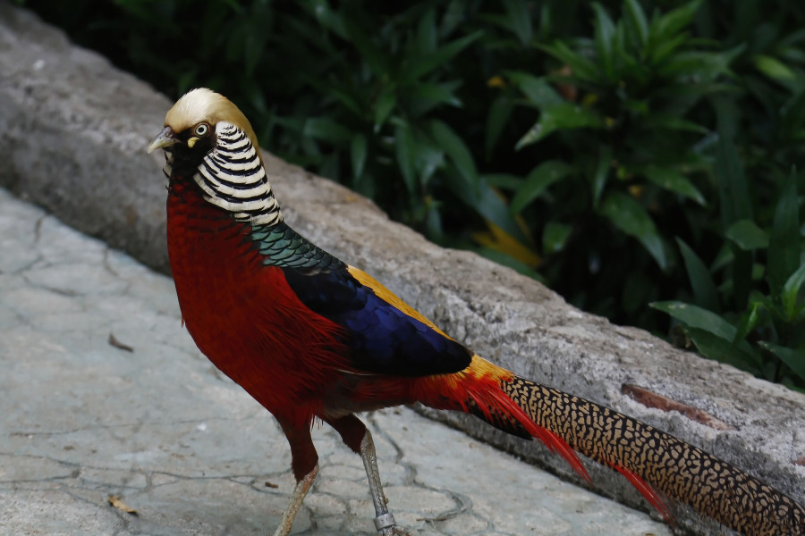 Golden pheasant