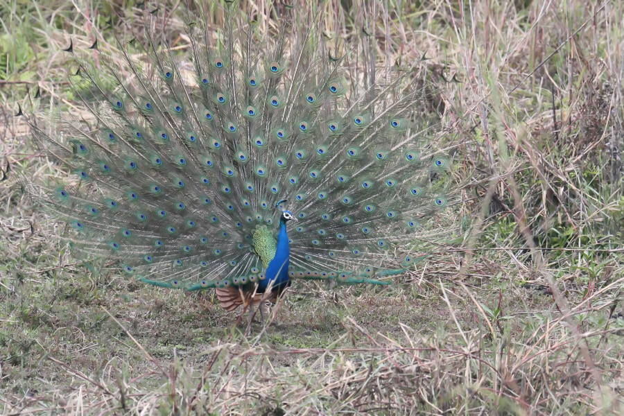 peacock