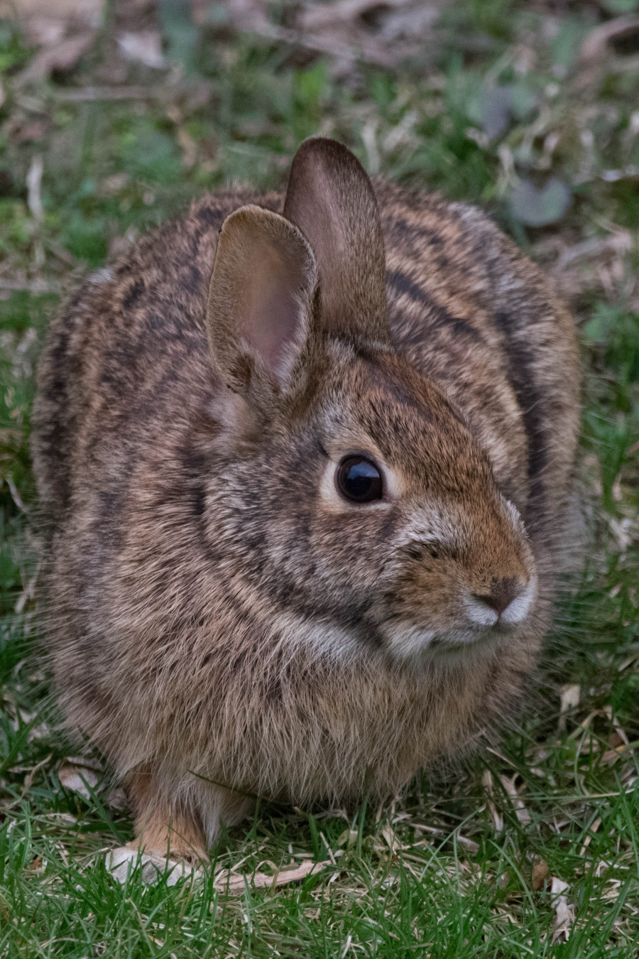 Is it Easter yet?