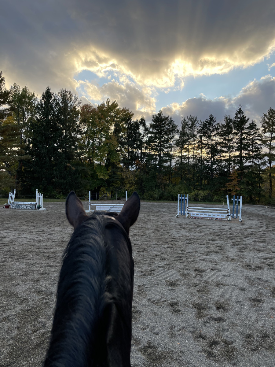 Horse Training