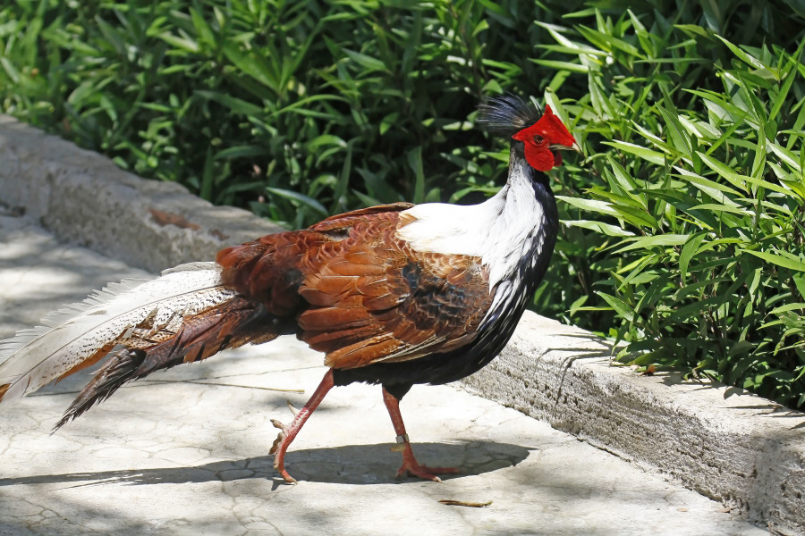 Common pheasant