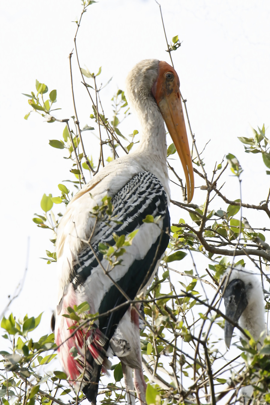 Painted Stork