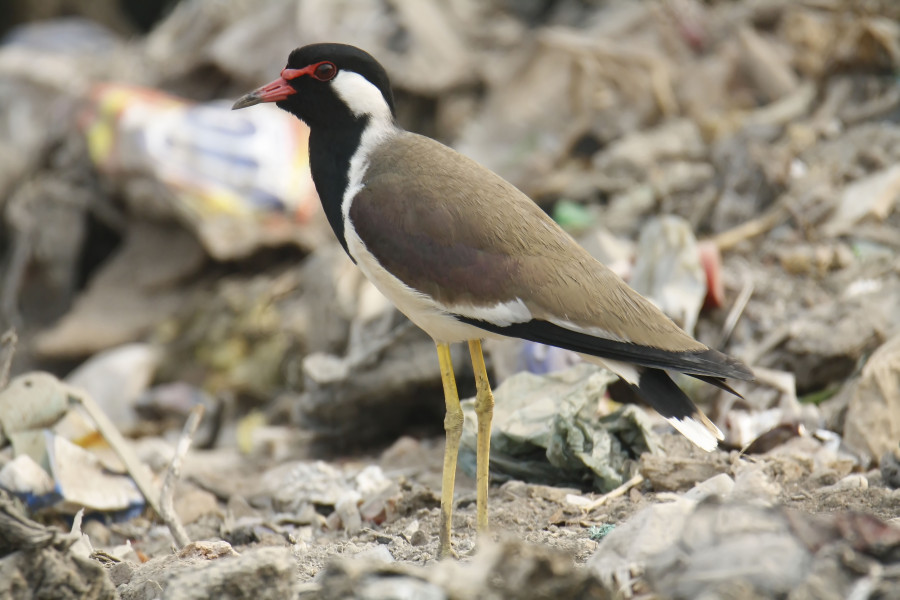 Red wattled lapwing