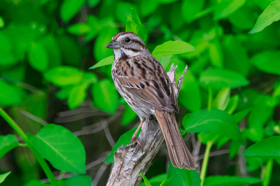 Song Sparrow
