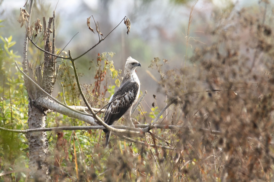 Changeable Hawk Eagle