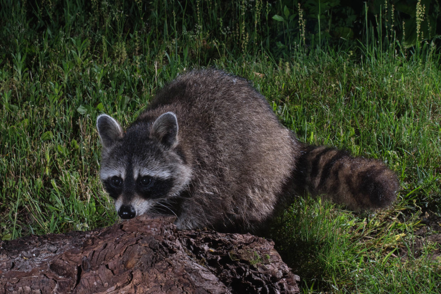 Racoon on alert