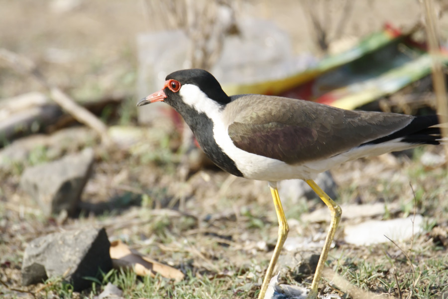 Red wattled lapwing
