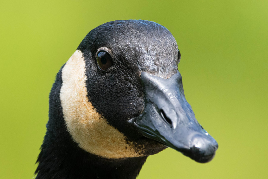 Here's looking at you kid.