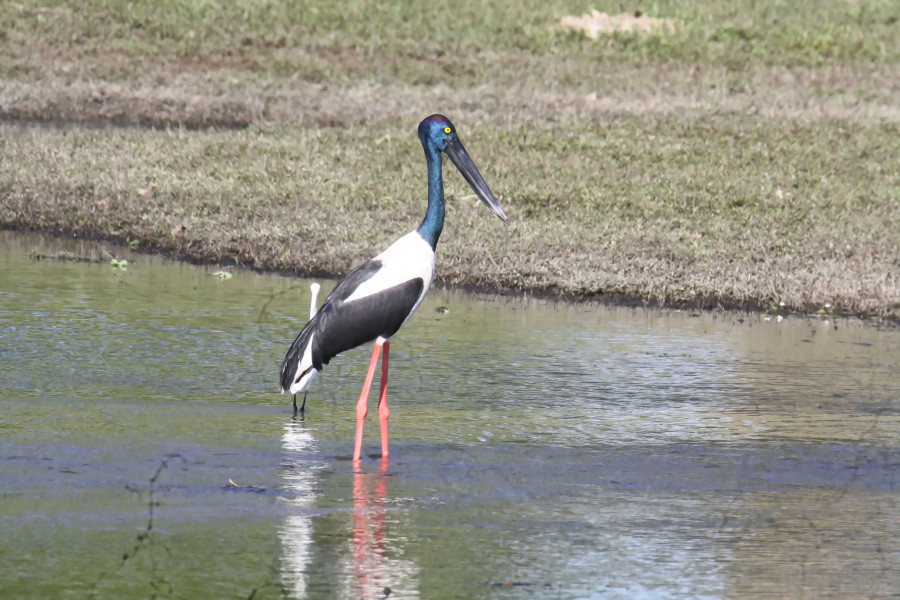 Black neck stork