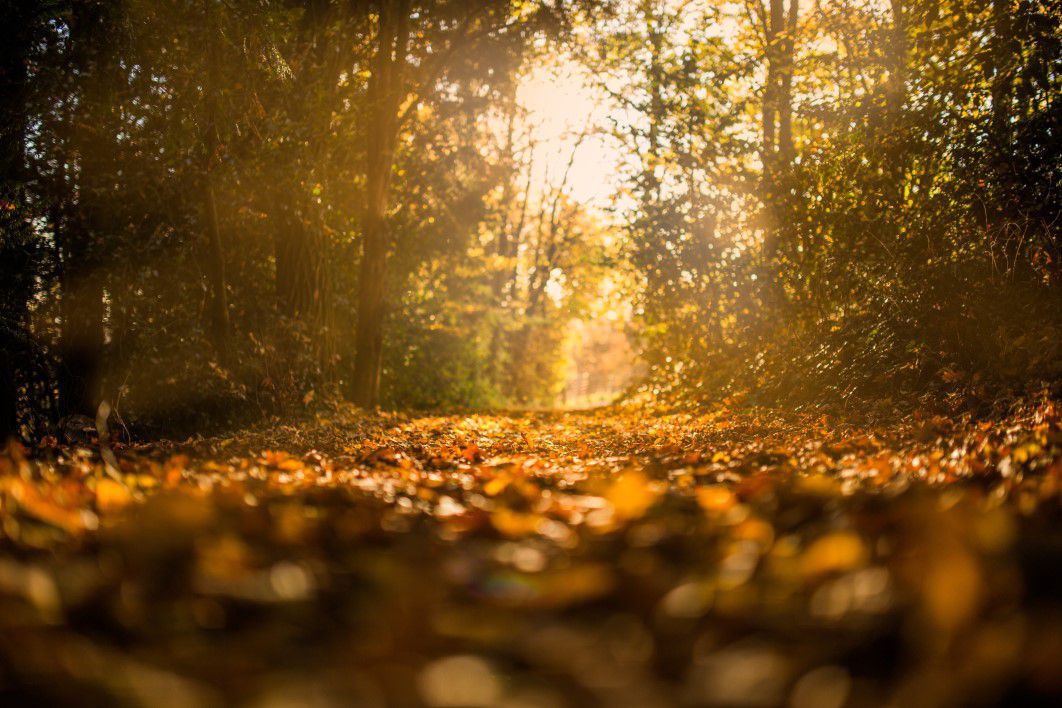 The Forest in Autumn