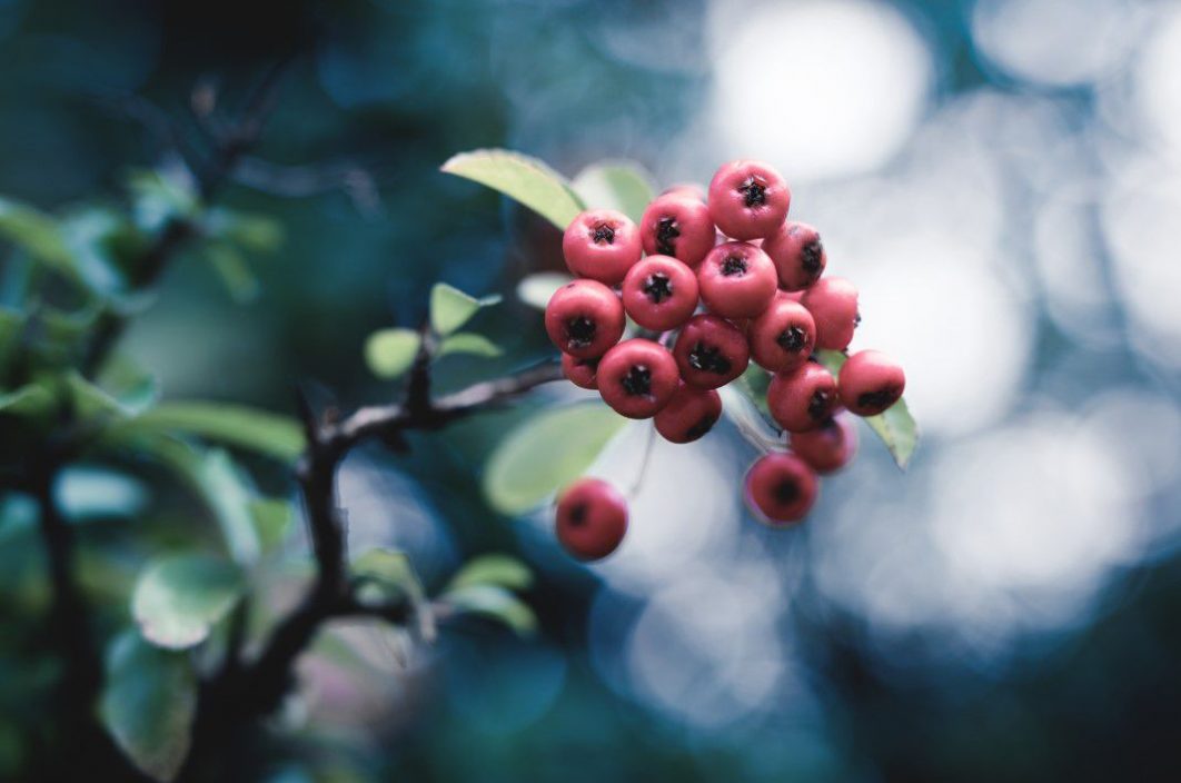 Cranberries Christmas Bush