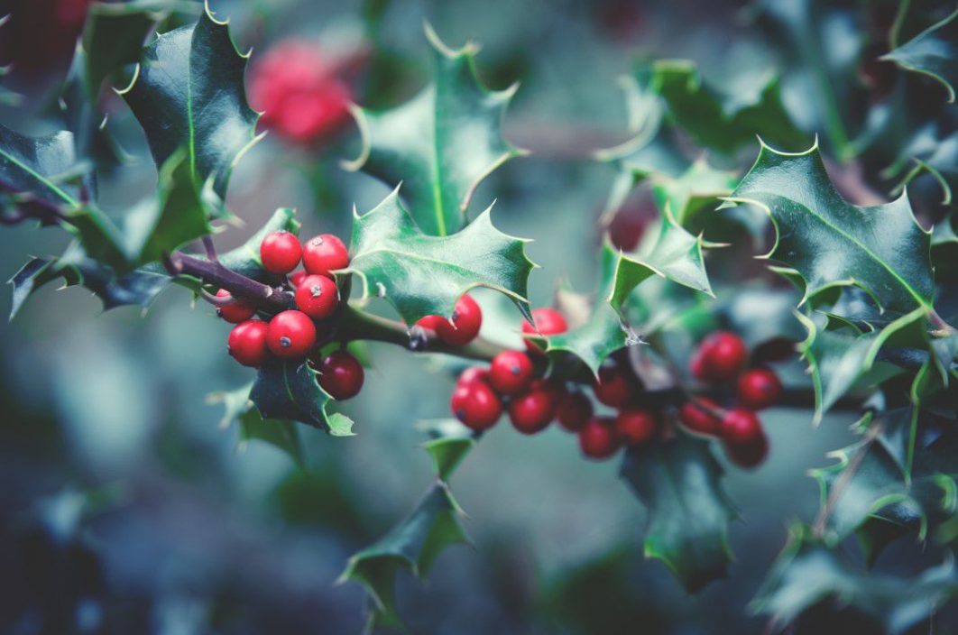 Red Holly Bush Christmas