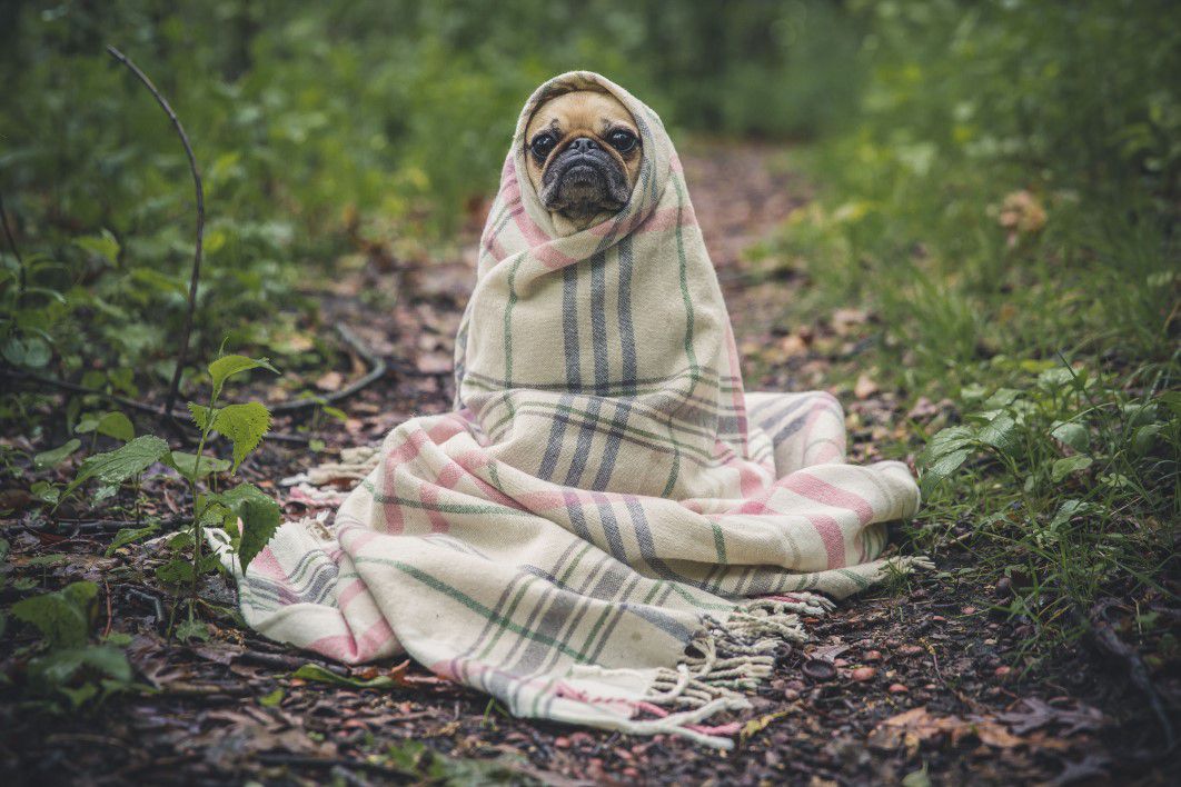 Pug Dog Wrapped Blanket