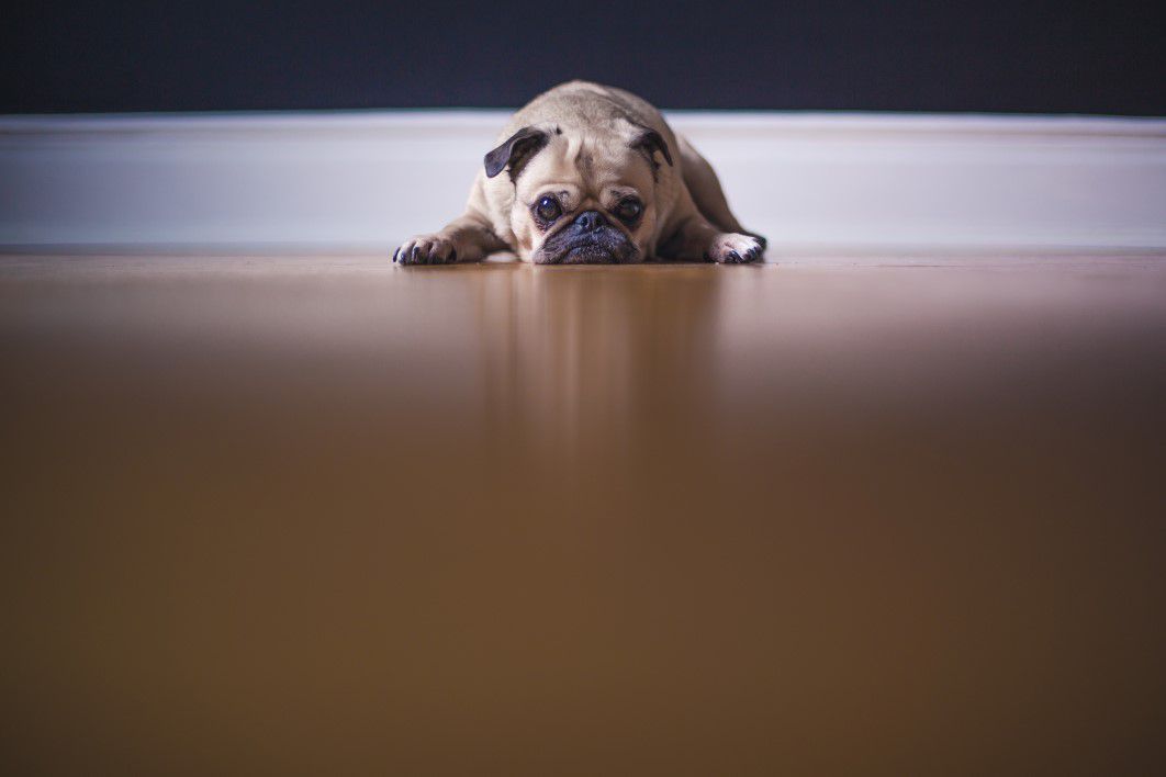 Pug Dog