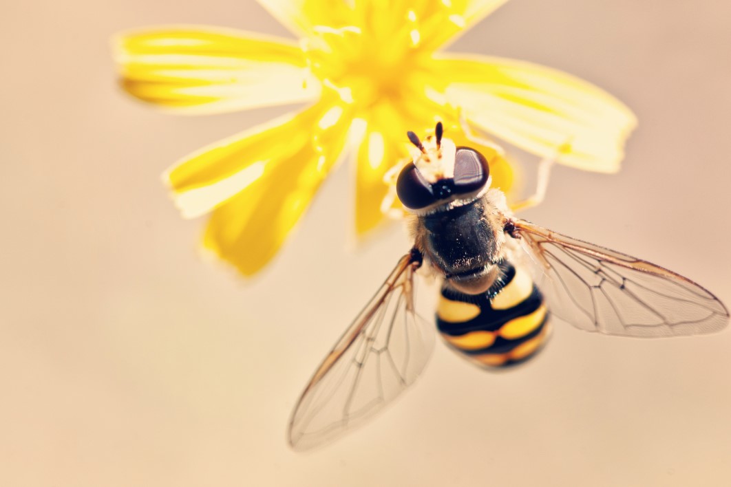 Yellow Bee Flower