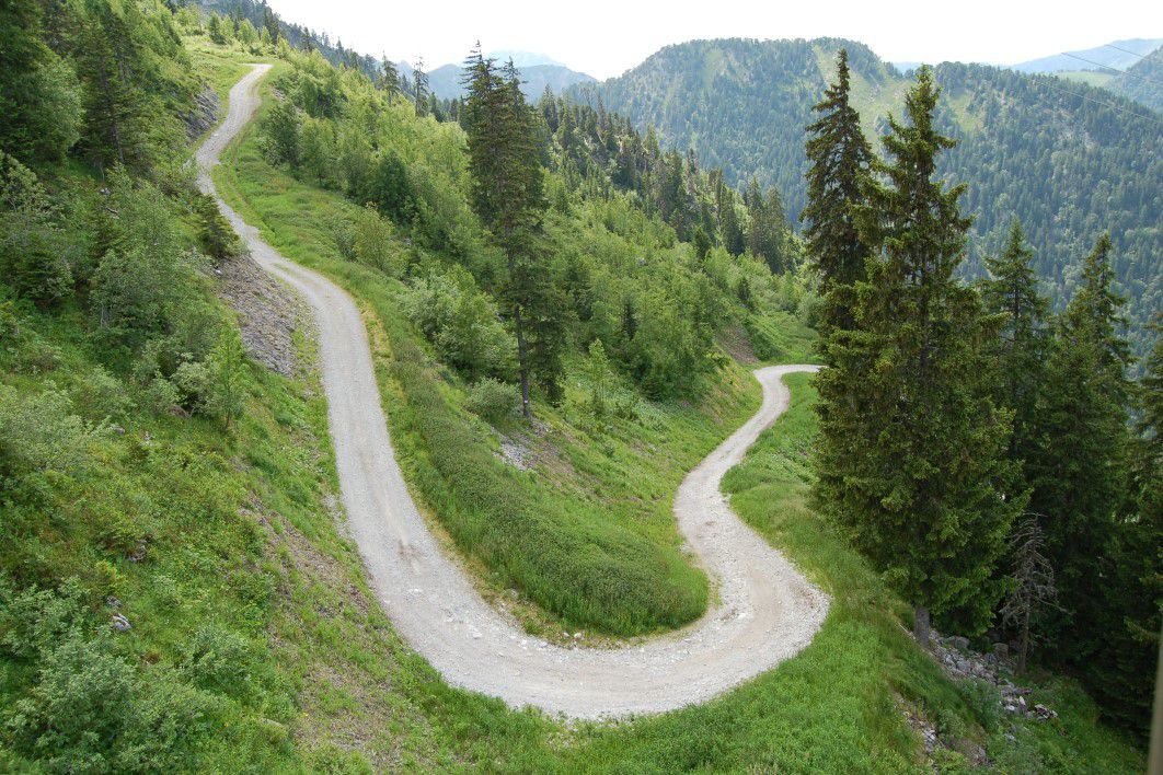 Windy Road Mountain Forest
