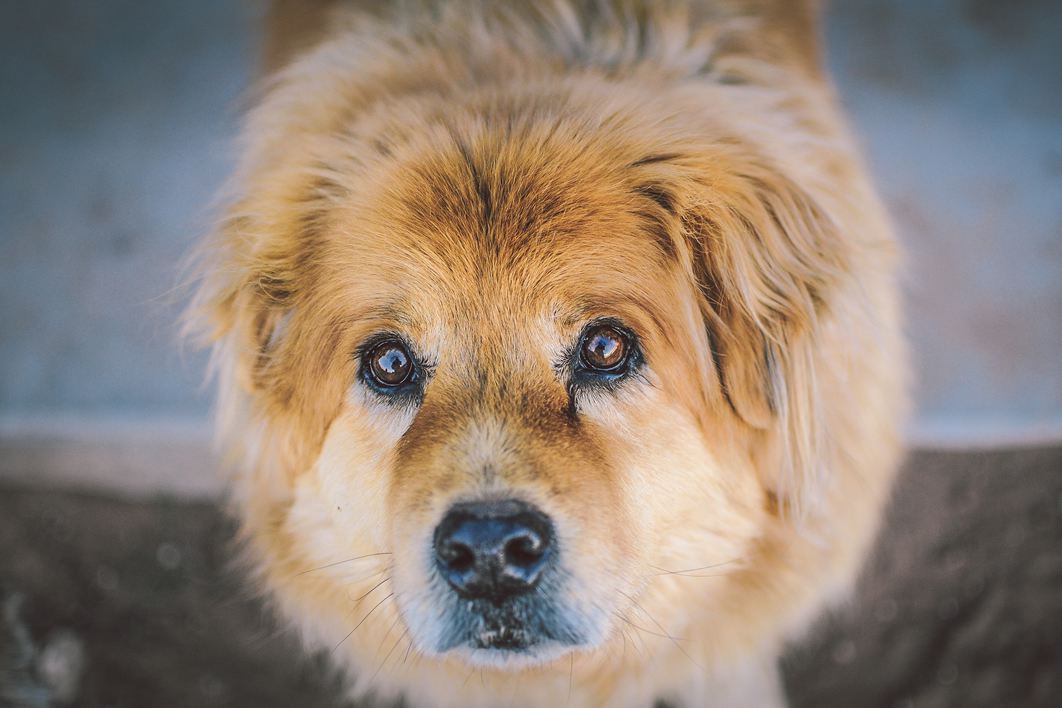 Close-up of Cute Dog