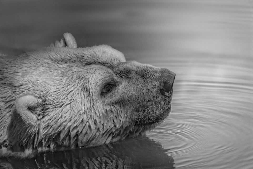 Black White Bear Swimming