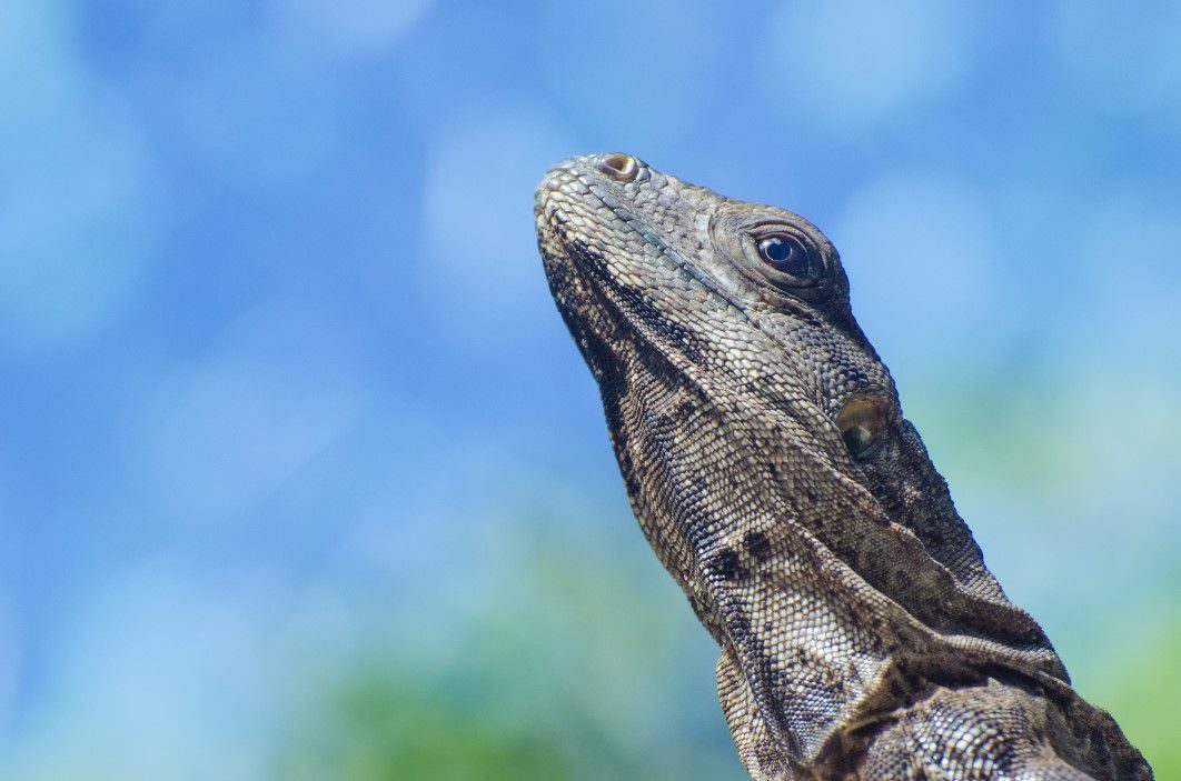 Iguana Lizard Blue Sky