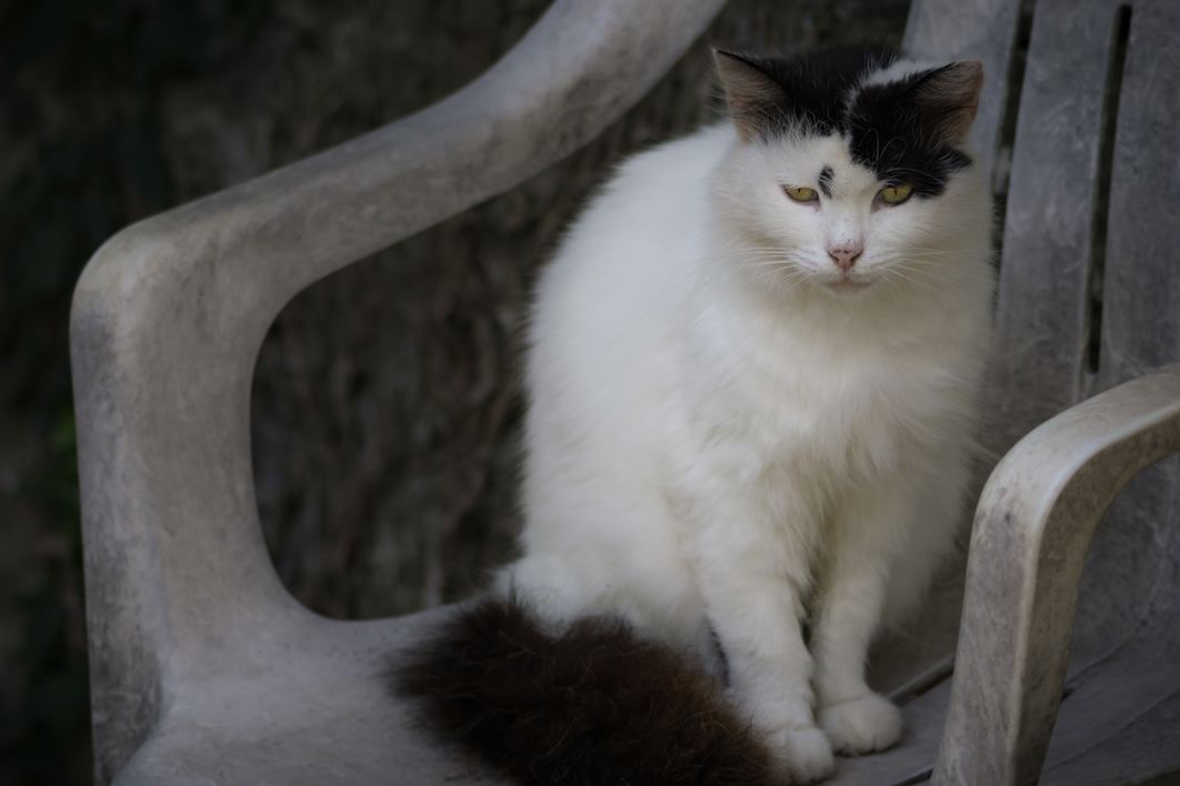 Black White Cat Chair