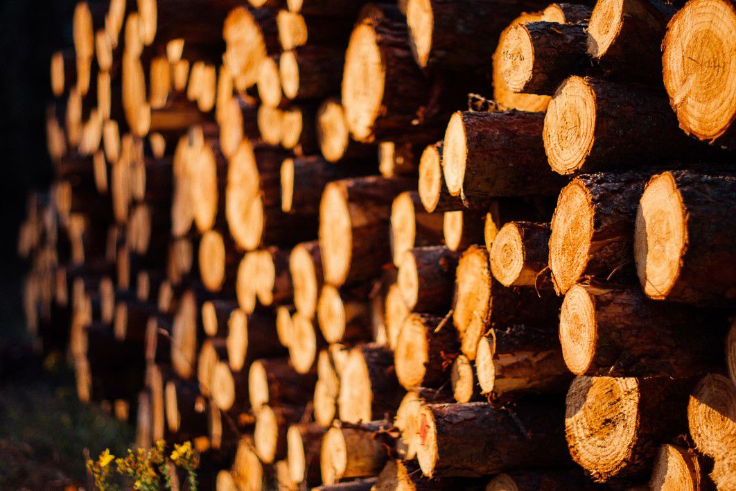 Wood Logs Forest