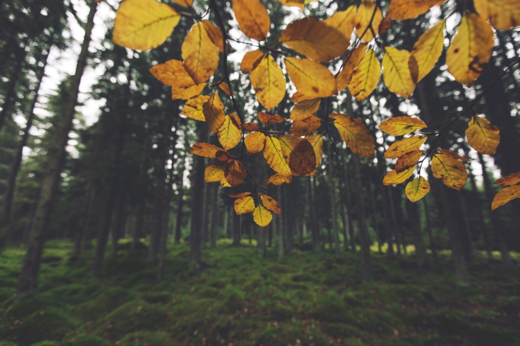 Bush Autumn Forest