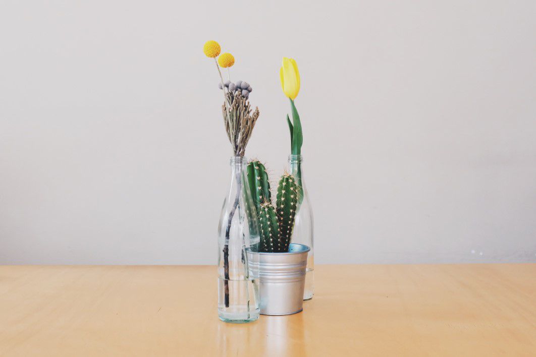 Cactus Tulips