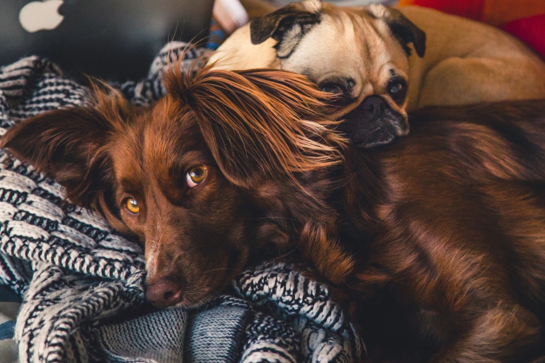 Red Setter Pug
