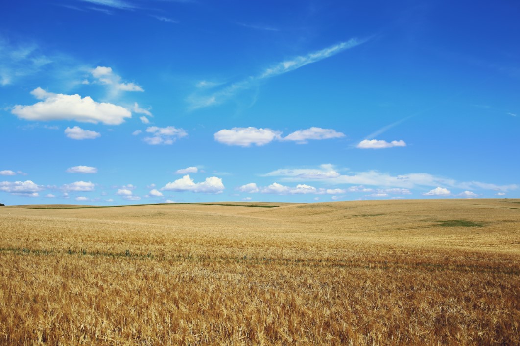 Summer Field Blue