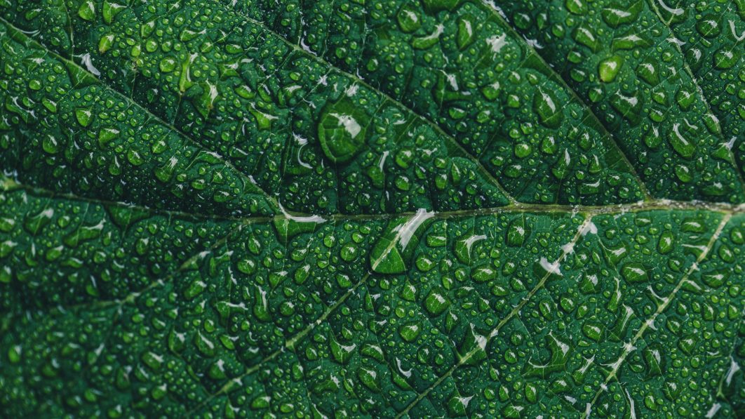 Leaf Water Droplets