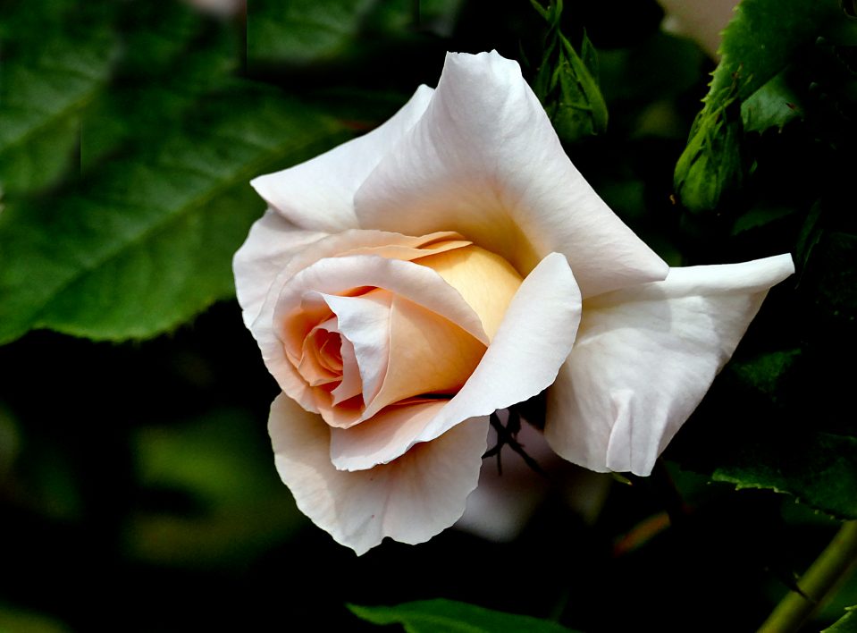 Light Rose
