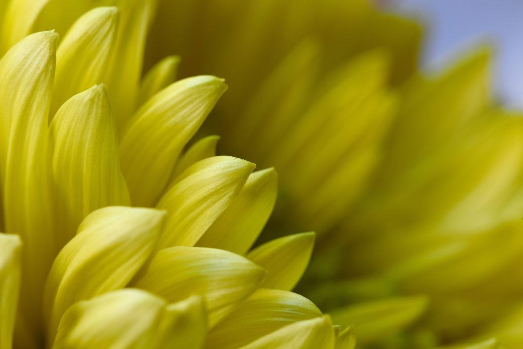 Yellow Flower Petals