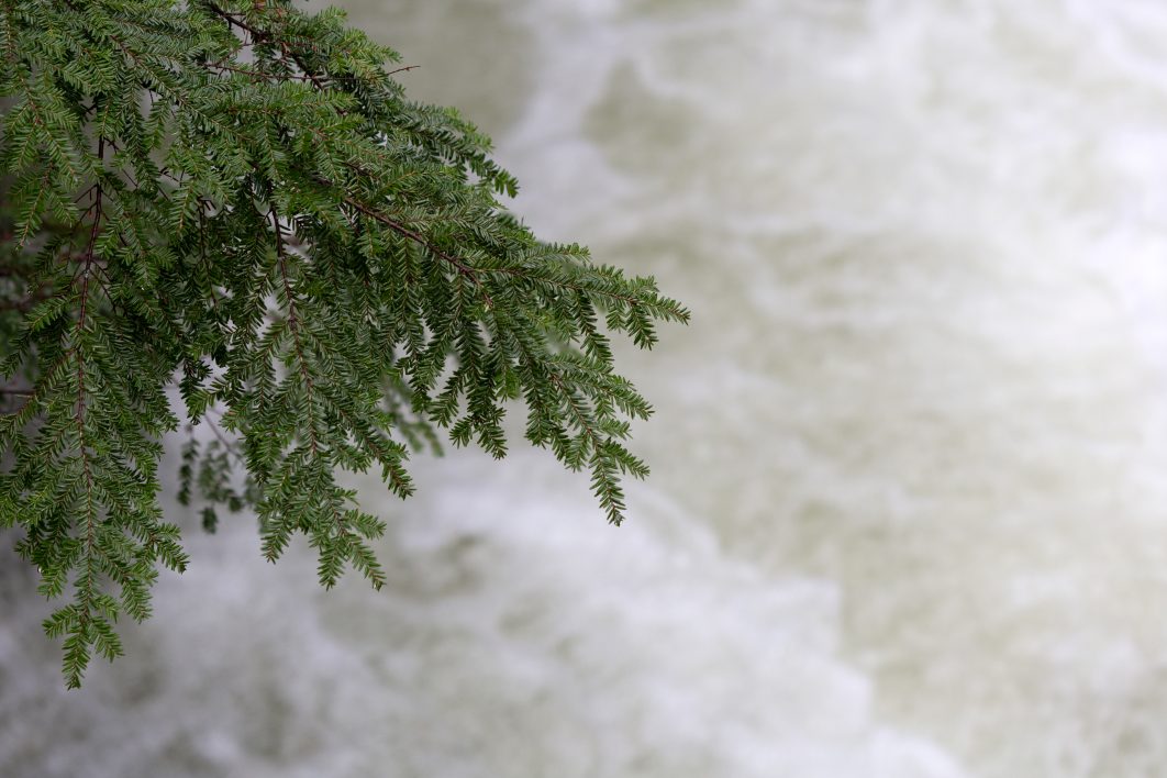 Tree Branch Over Water