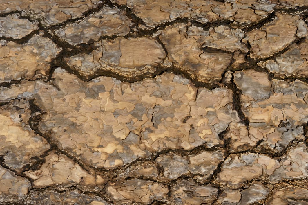 Tree Bark Texture