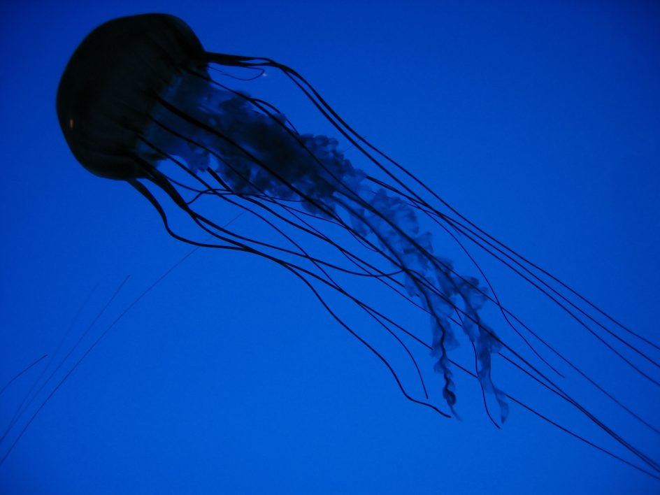 Jellyfish