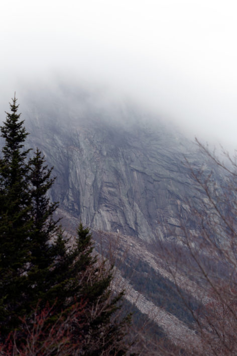 Tree and Misty Clouds