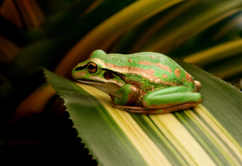 Frog on Leaf