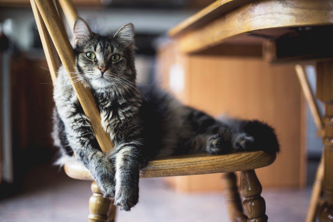 Cat Chair